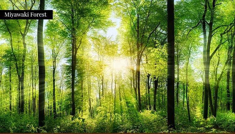 Miyawaki Forest